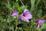 Hollyhock